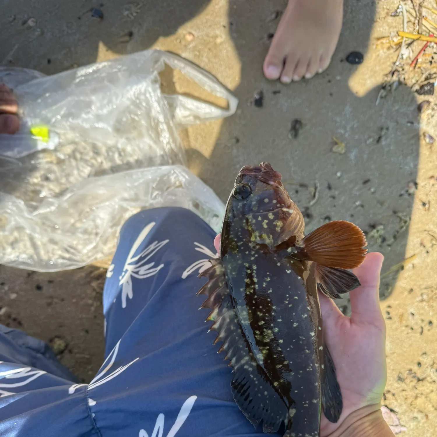 The most recent Dusky grouper catches on Fishbrain