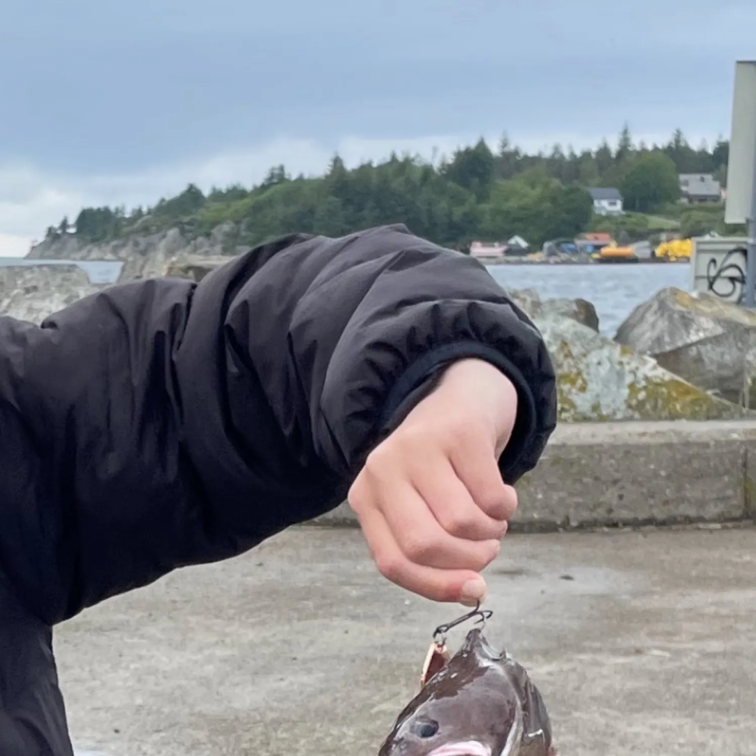 The most recent Tadpole fish catches on Fishbrain