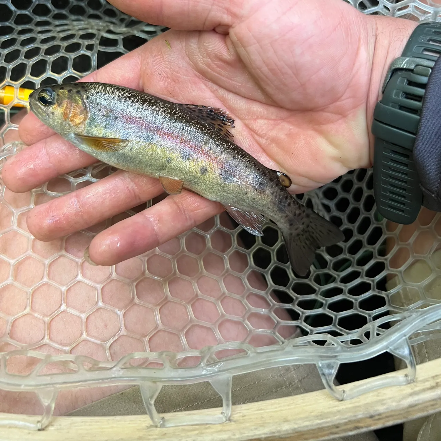 Rainbow trout caught on Fishbrain