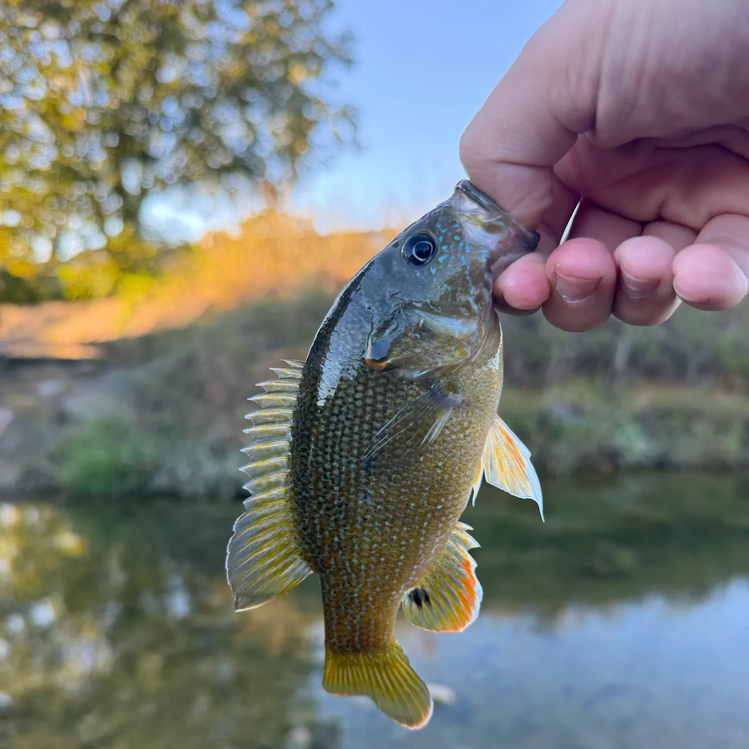 Green sunfish caught on Fishbrain