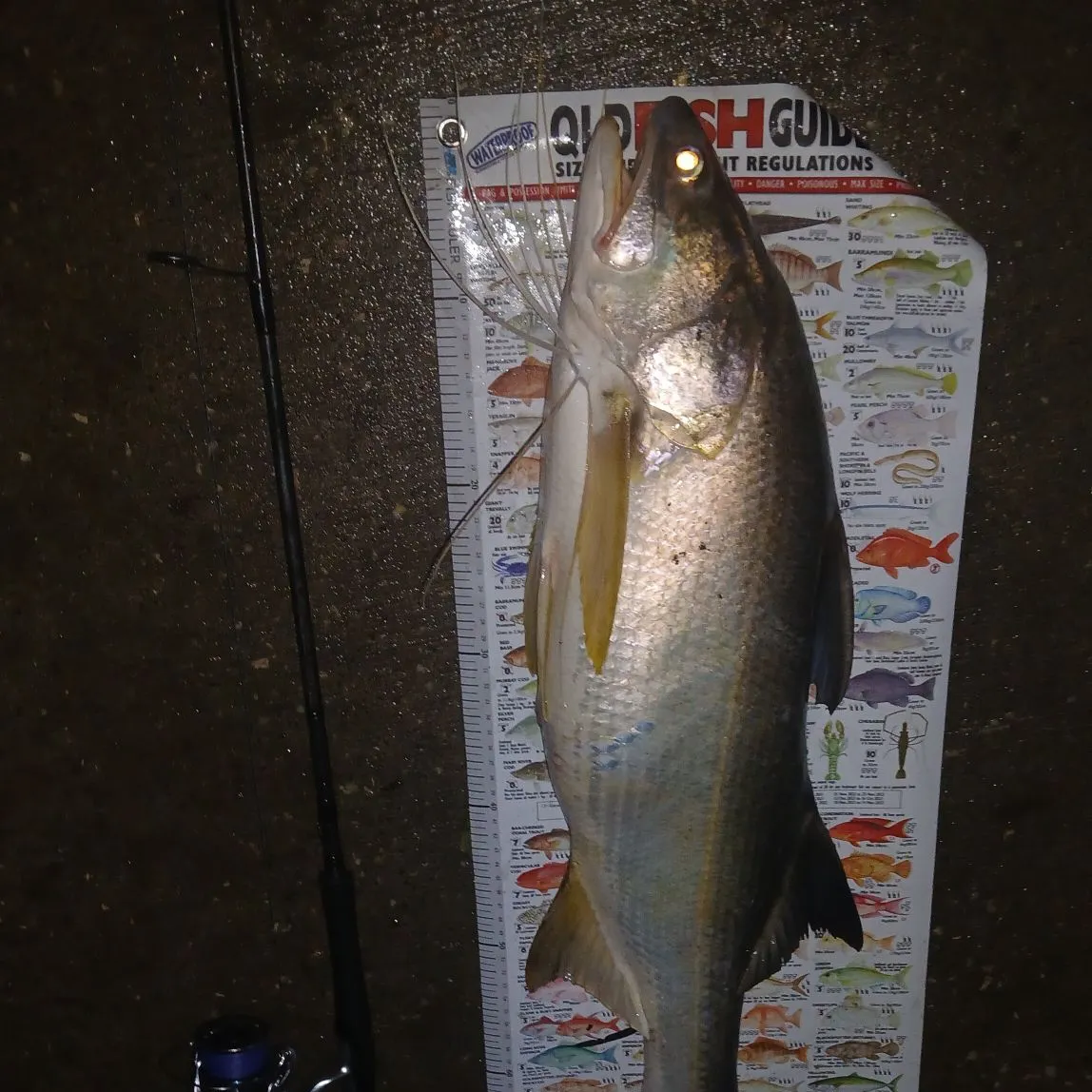The most recent King threadfin catches on Fishbrain