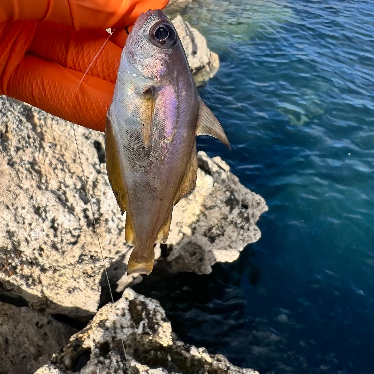 Pouting caught on Fishbrain