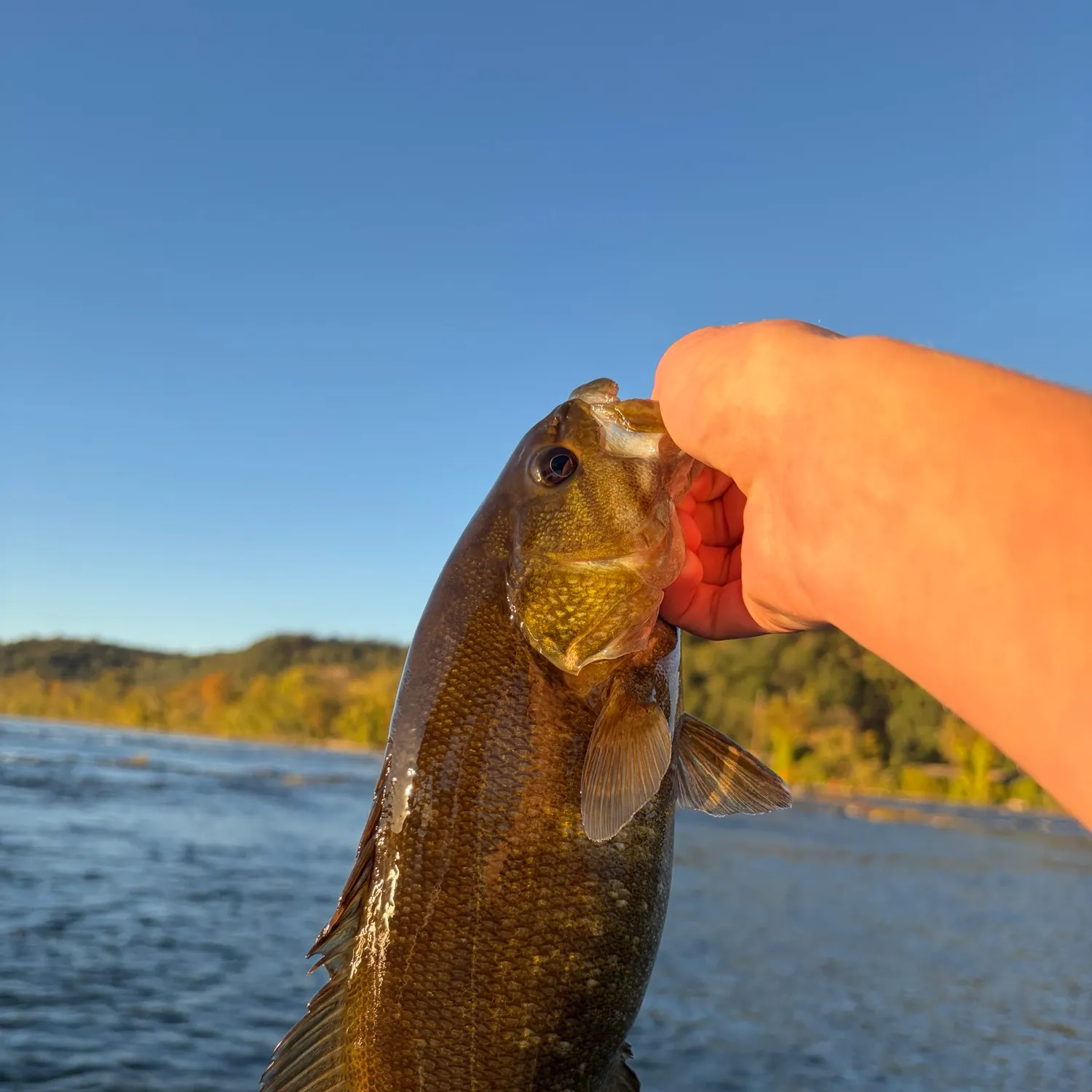 Smallmouth bass caught on Fishbrain