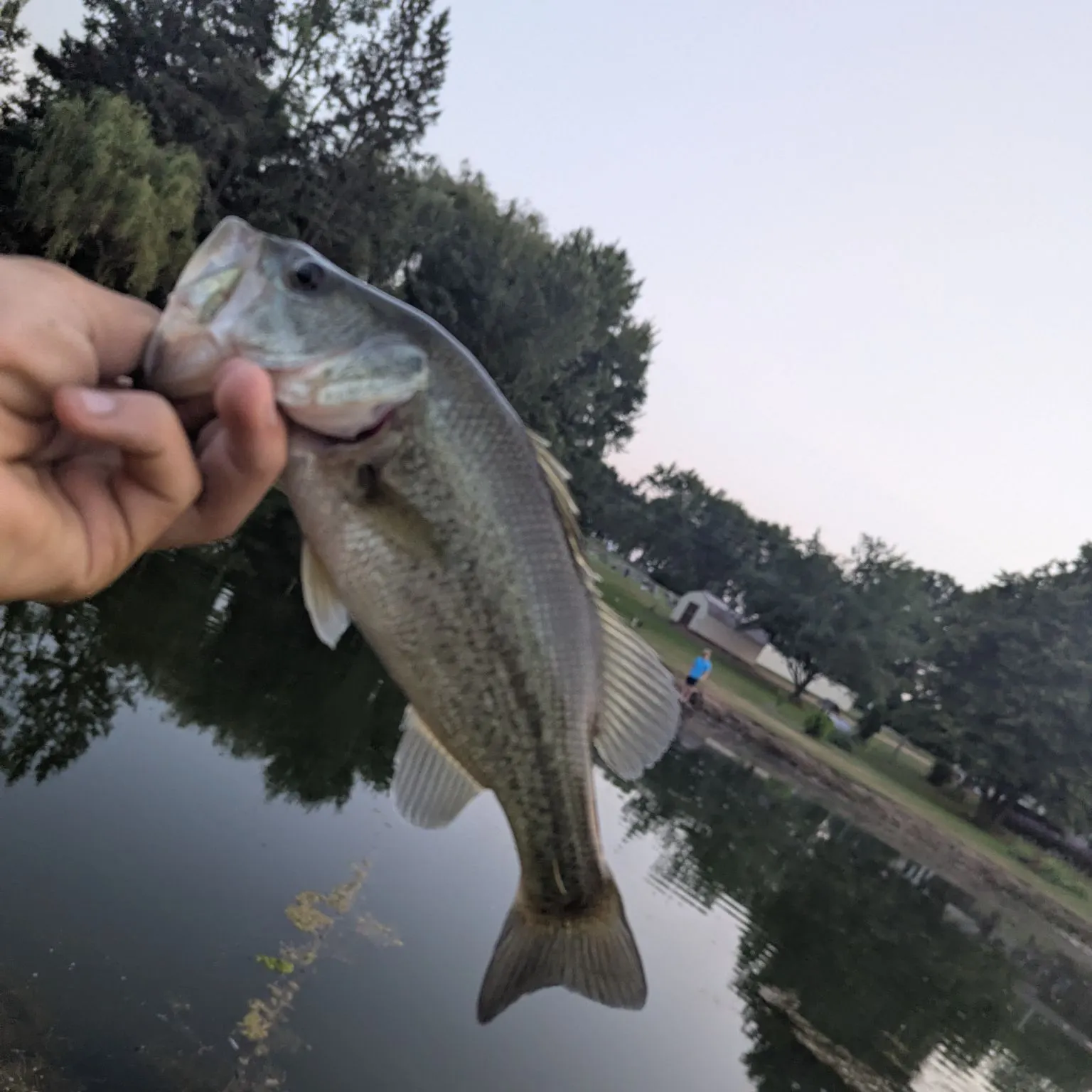 The most recent Largemouth bass catches on Fishbrain