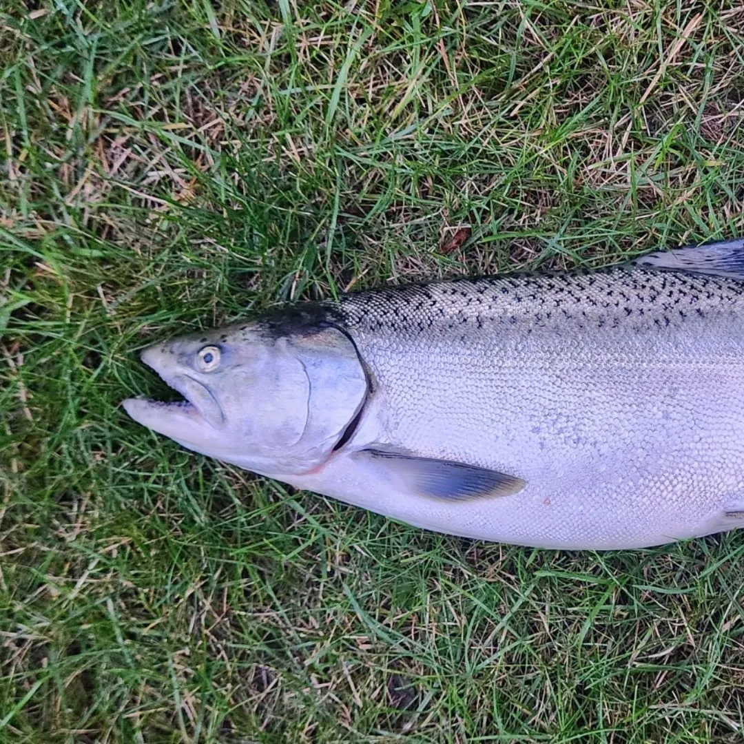 Chinook salmon caught on Fishbrain