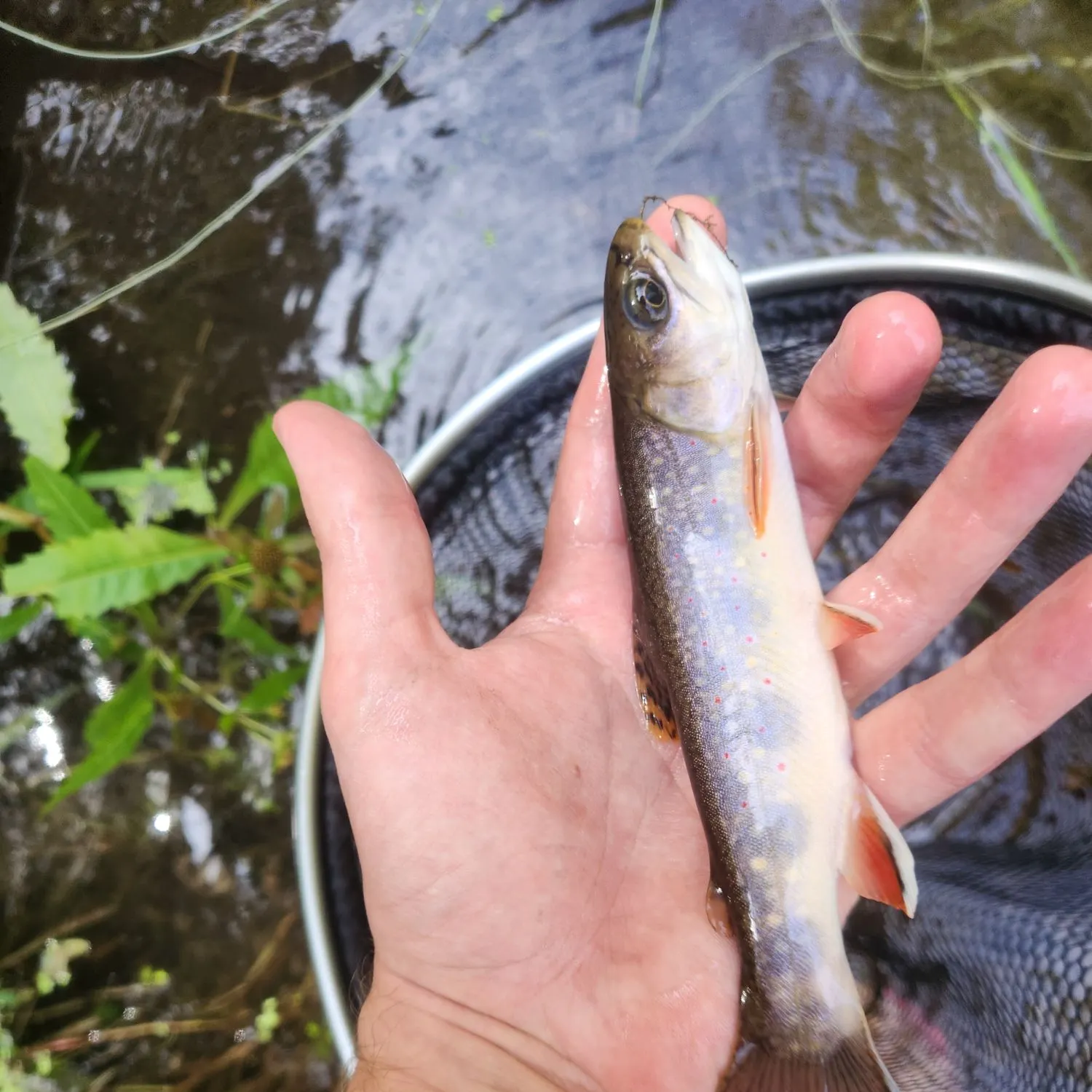Brook trout caught on Fishbrain