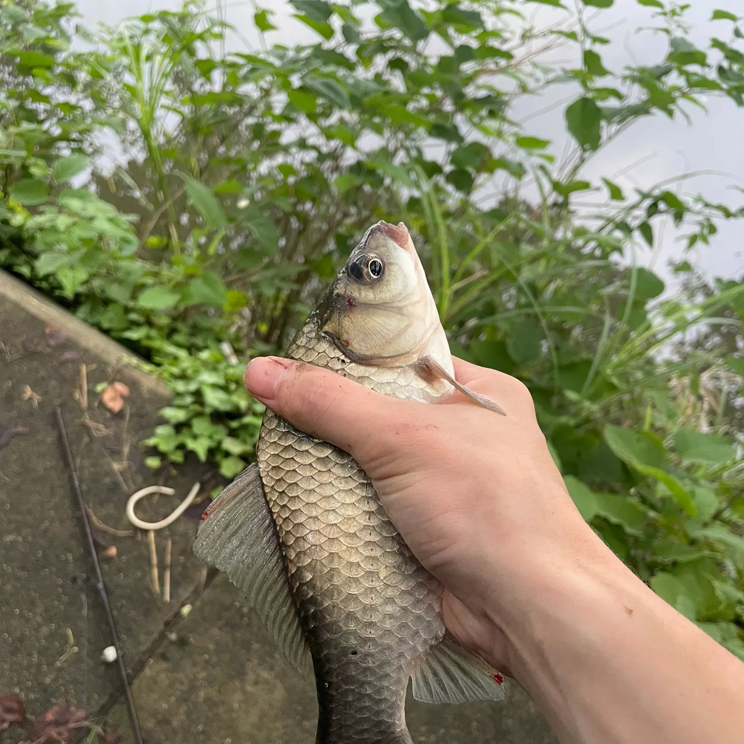 The most recent Japanese white crucian carp catches on Fishbrain