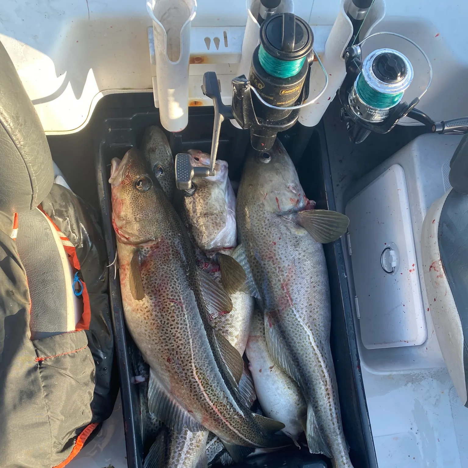 recently logged catches