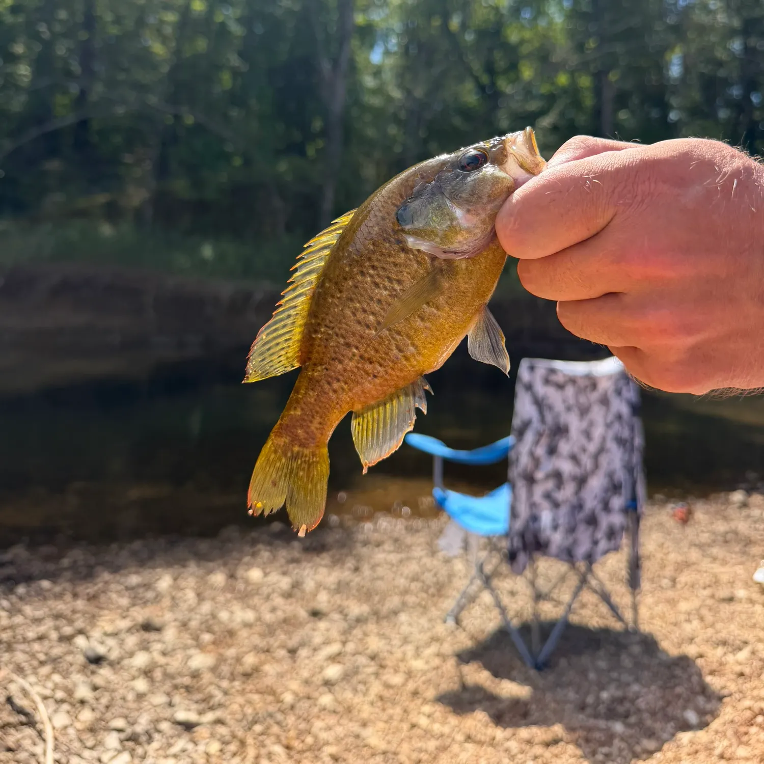 Warmouth caught on Fishbrain