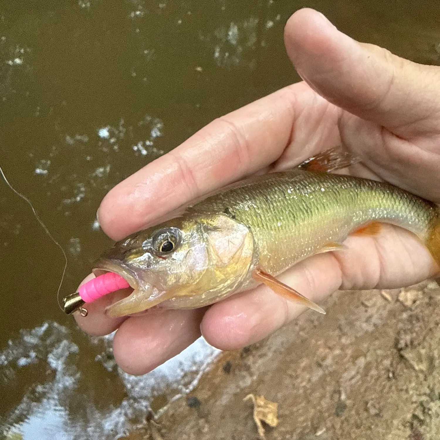 Creek chub caught on Fishbrain