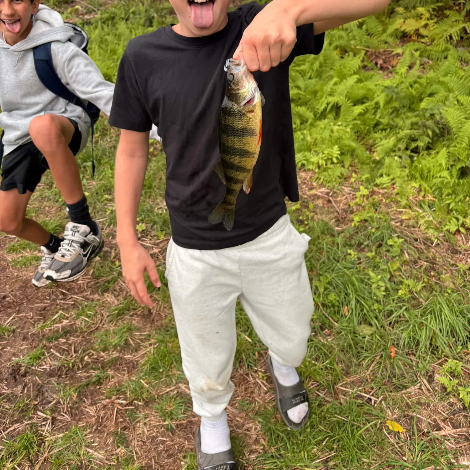 Yellow perch caught on Fishbrain