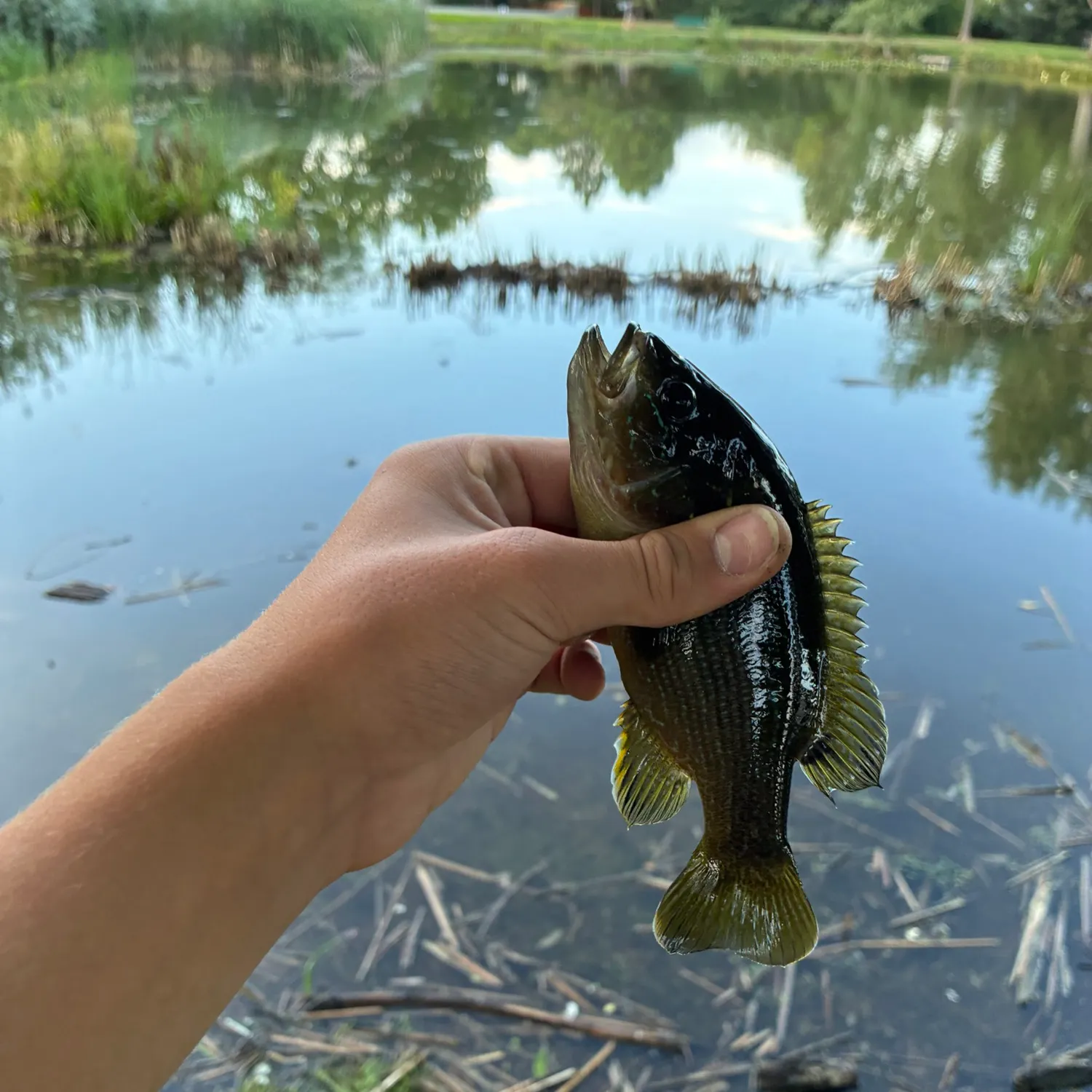 Green sunfish caught on Fishbrain