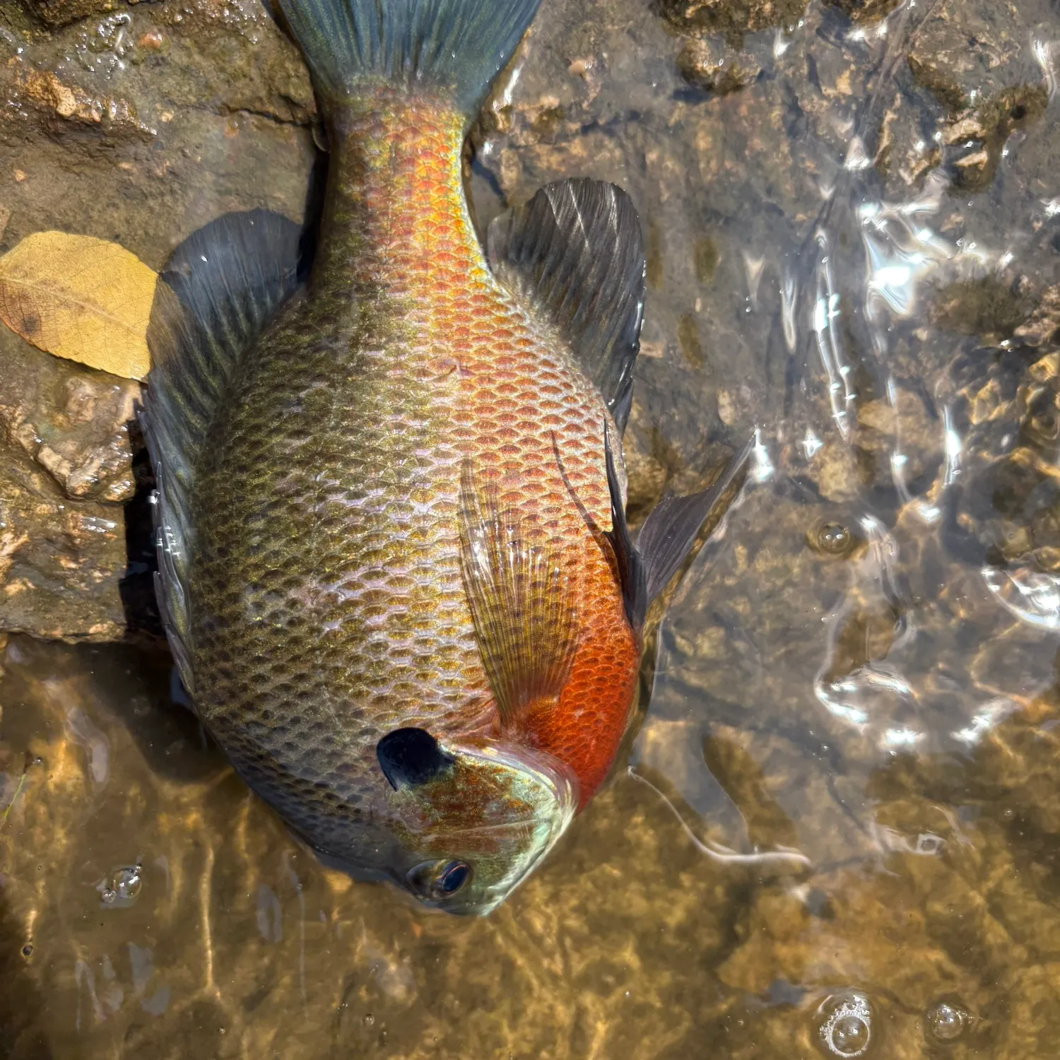 Bluegill caught on Fishbrain