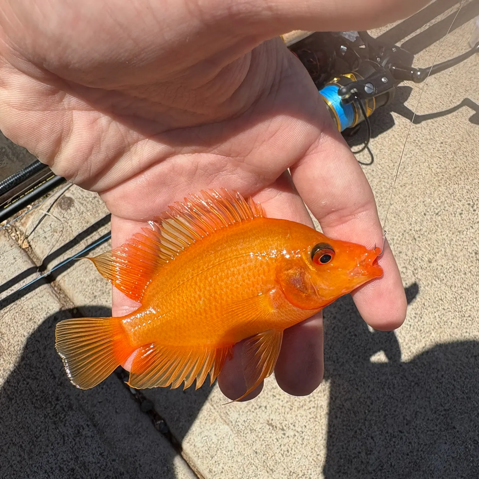 The most recent Midas cichlid catches on Fishbrain