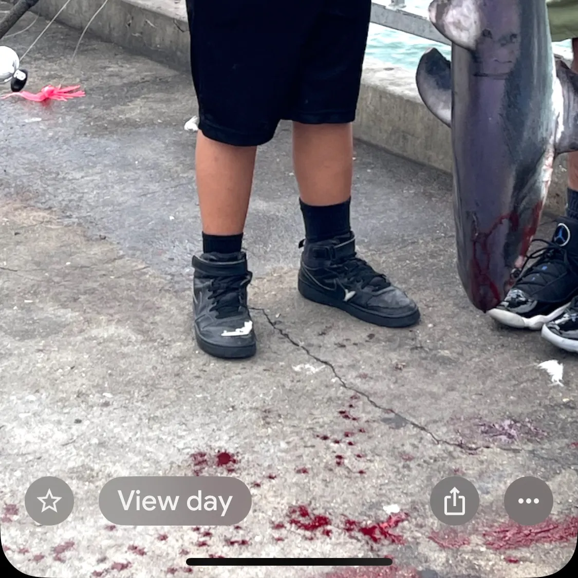 The most recent Common thresher catches on Fishbrain