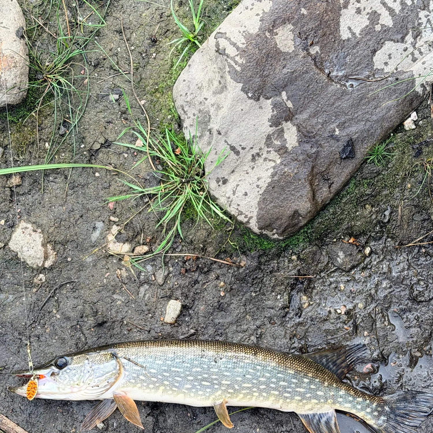 Northern pike caught on Fishbrain