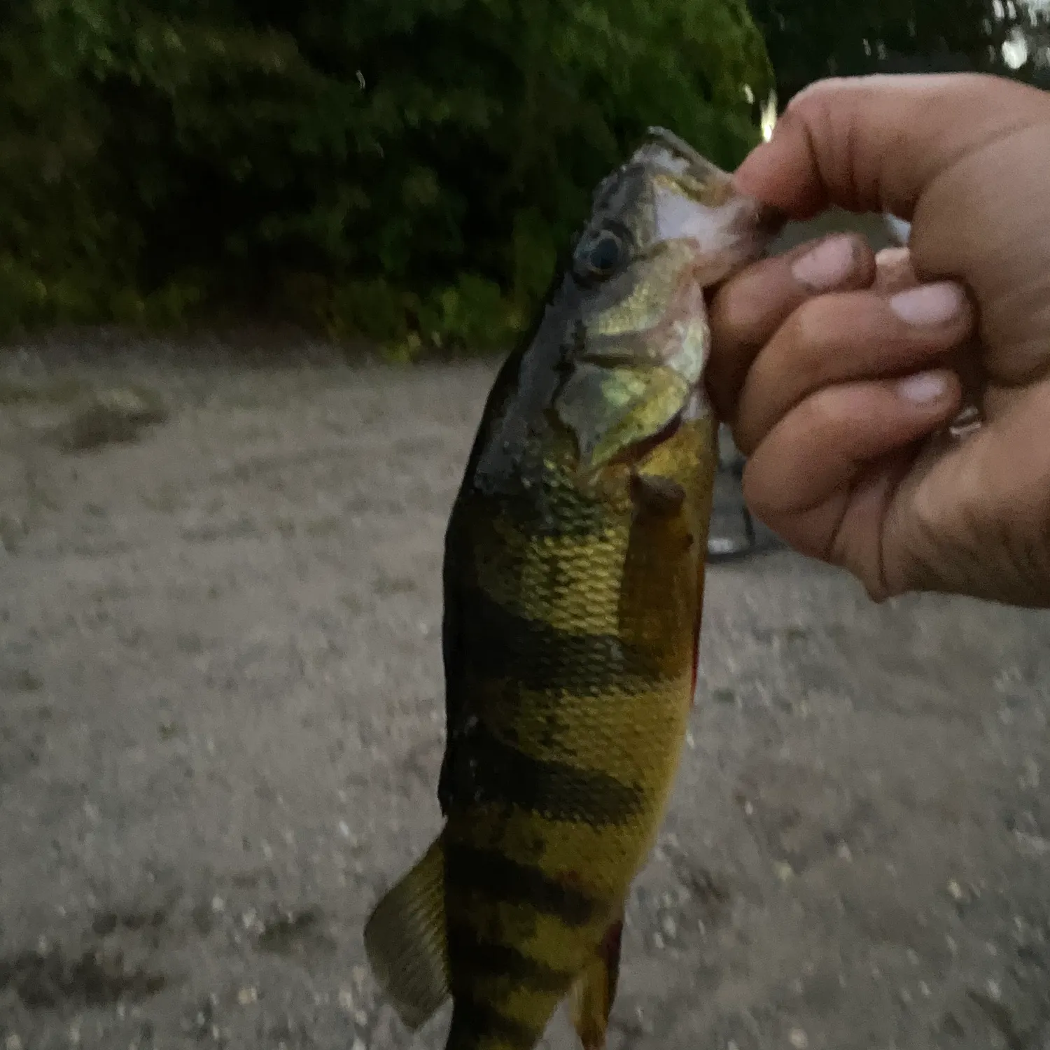Yellow perch caught on Fishbrain