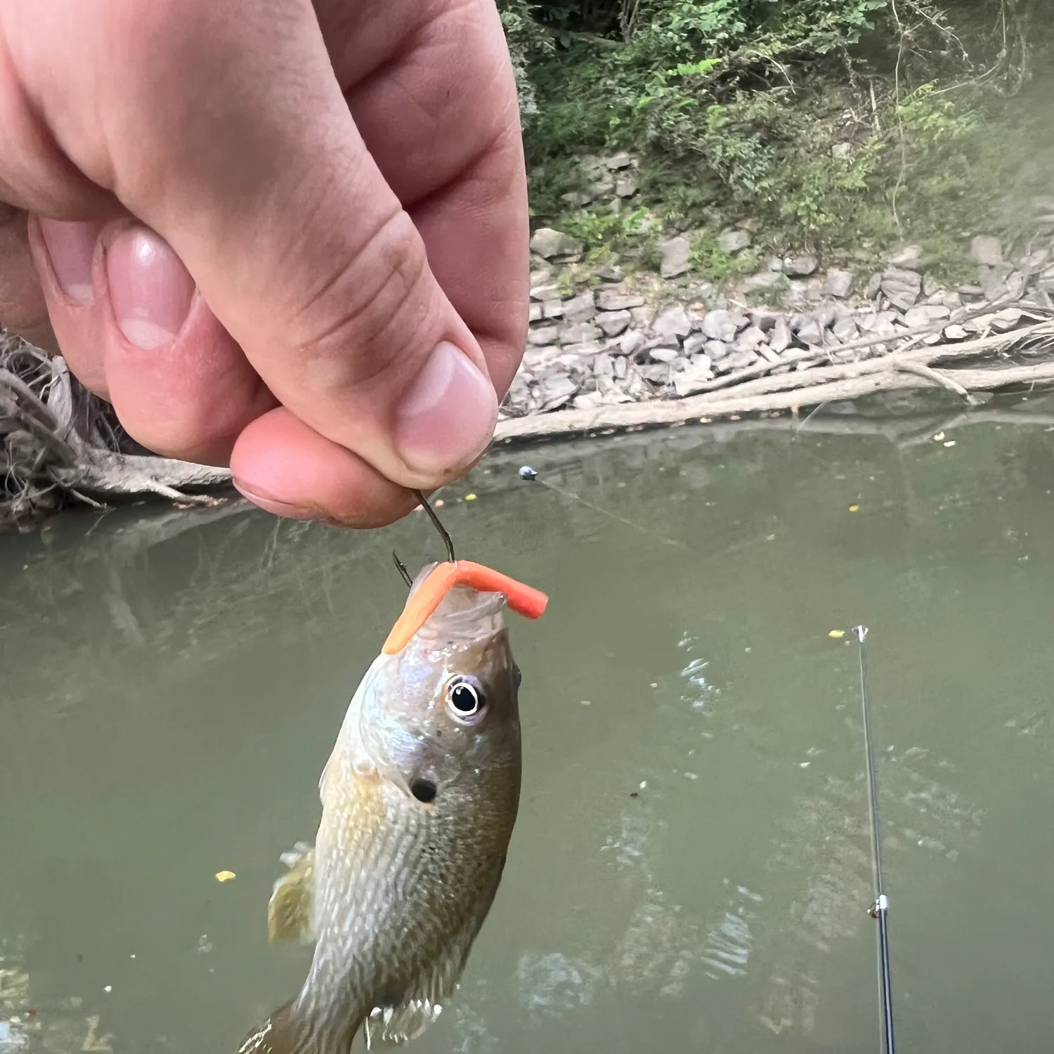Green sunfish caught on Fishbrain