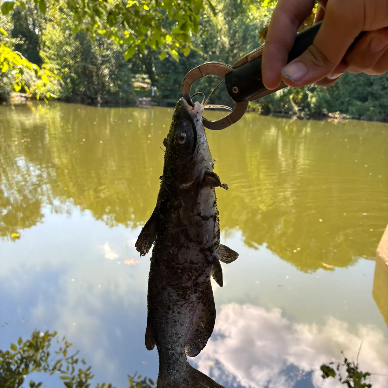 Channel catfish caught on Fishbrain