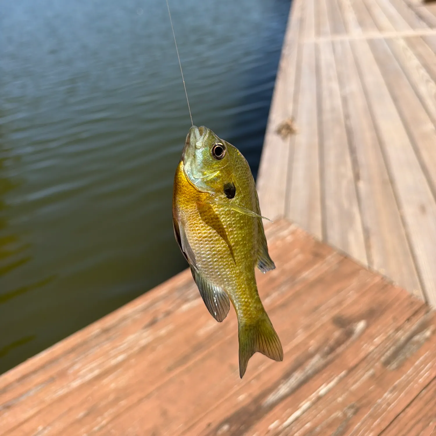 Bluegill caught on Fishbrain