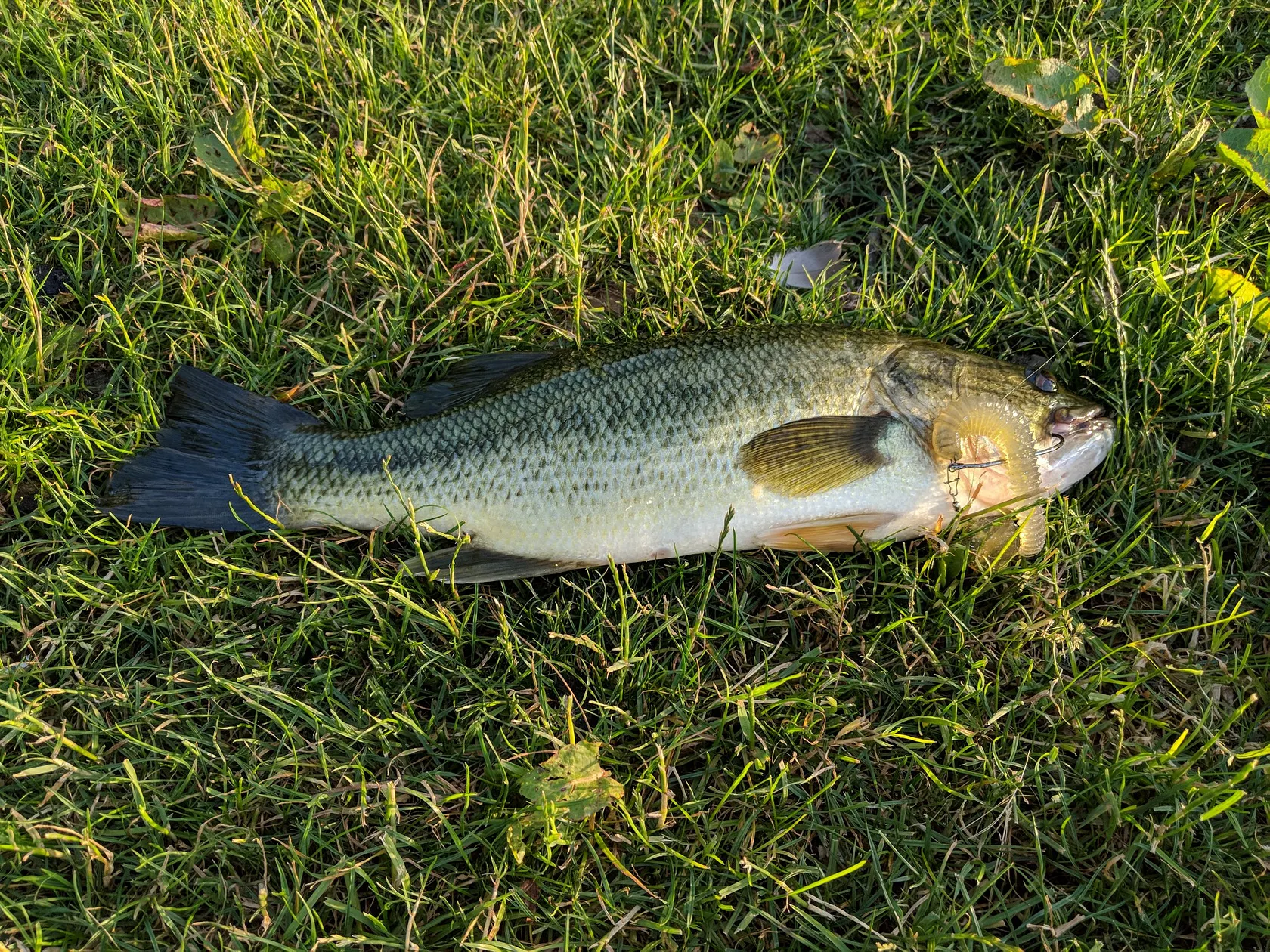 Post image from rg1993