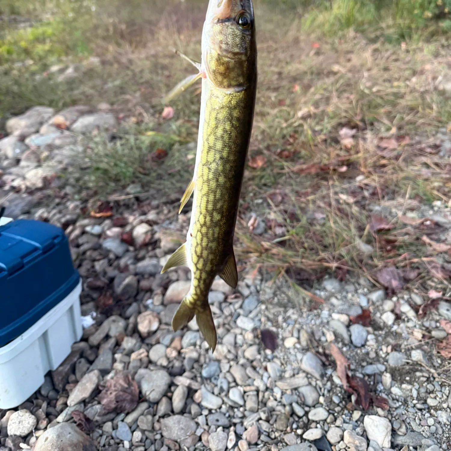 Chain pickerel caught on Fishbrain