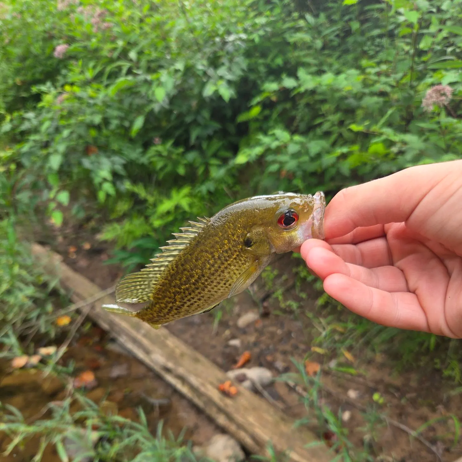 The most recent Rock bass catches on Fishbrain
