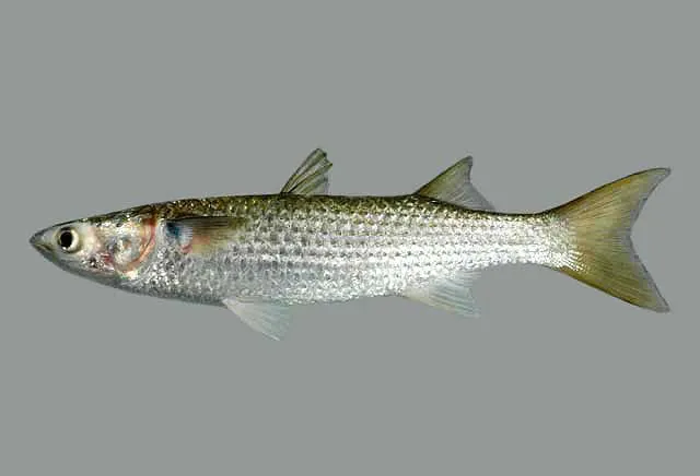 Lebranche mullet