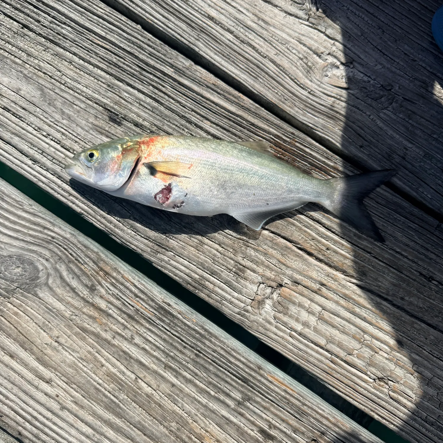 Fish caught on Fishbrain