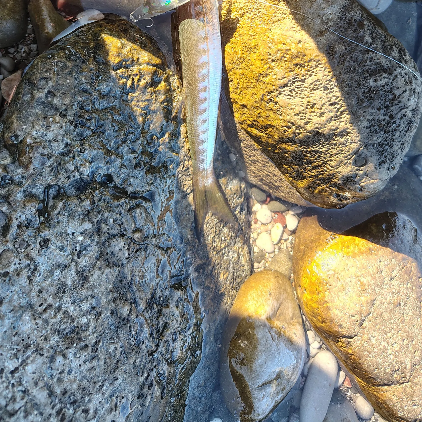 The most recent European barracuda catches on Fishbrain