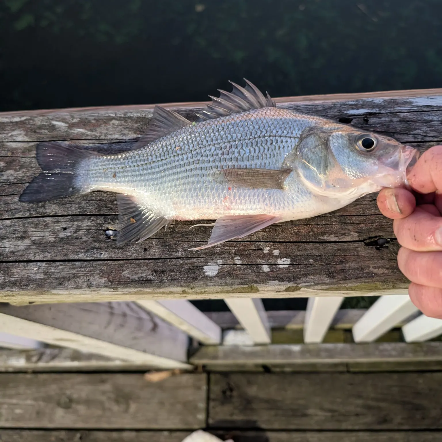 White perch caught on Fishbrain