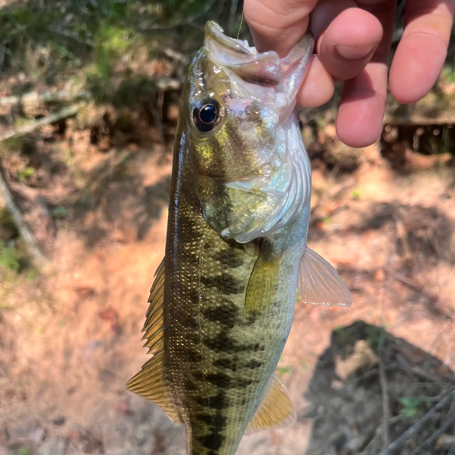 Bartram's bass caught on Fishbrain