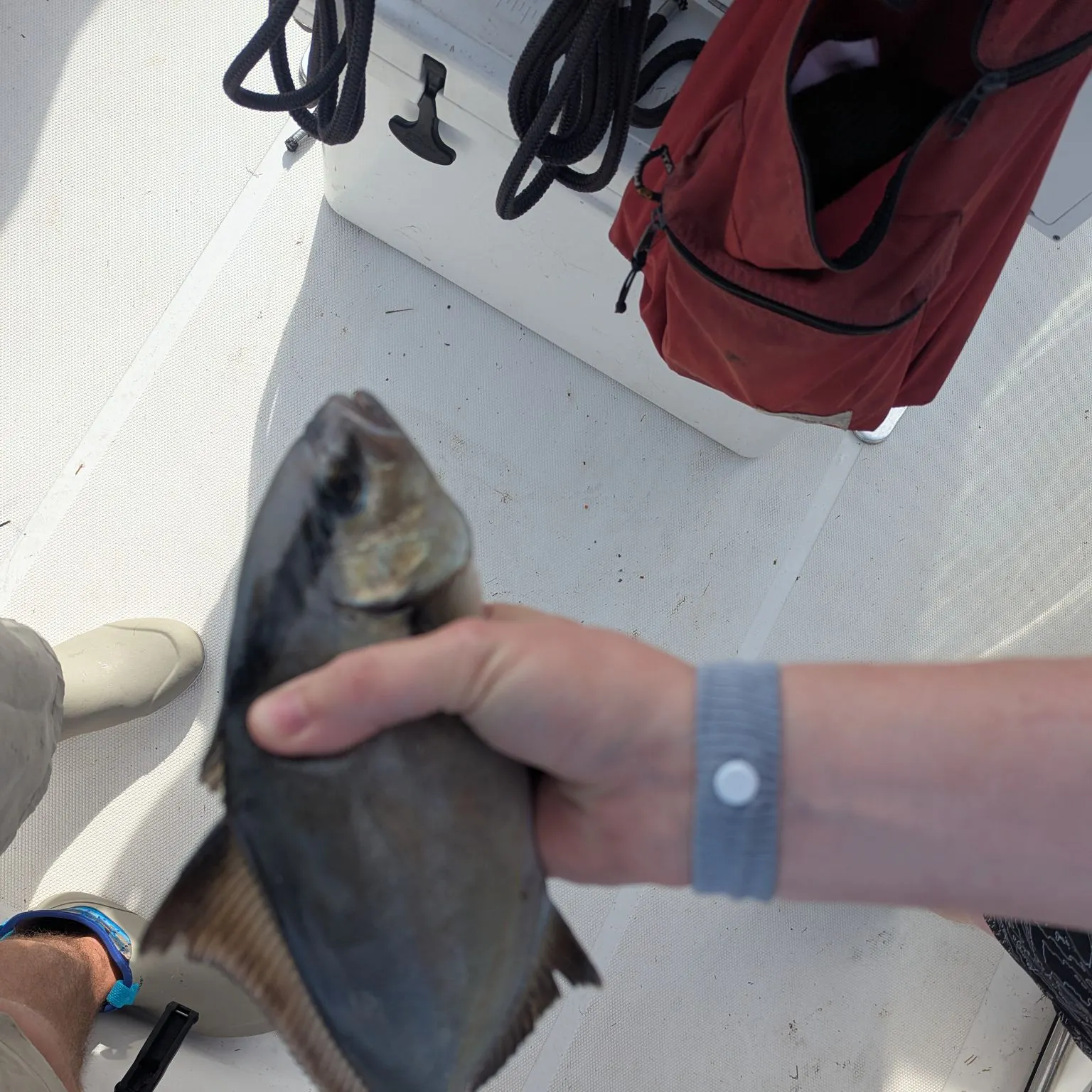 The most recent Almaco jack catches on Fishbrain