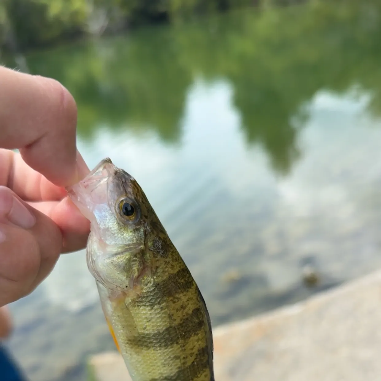 Yellow perch caught on Fishbrain