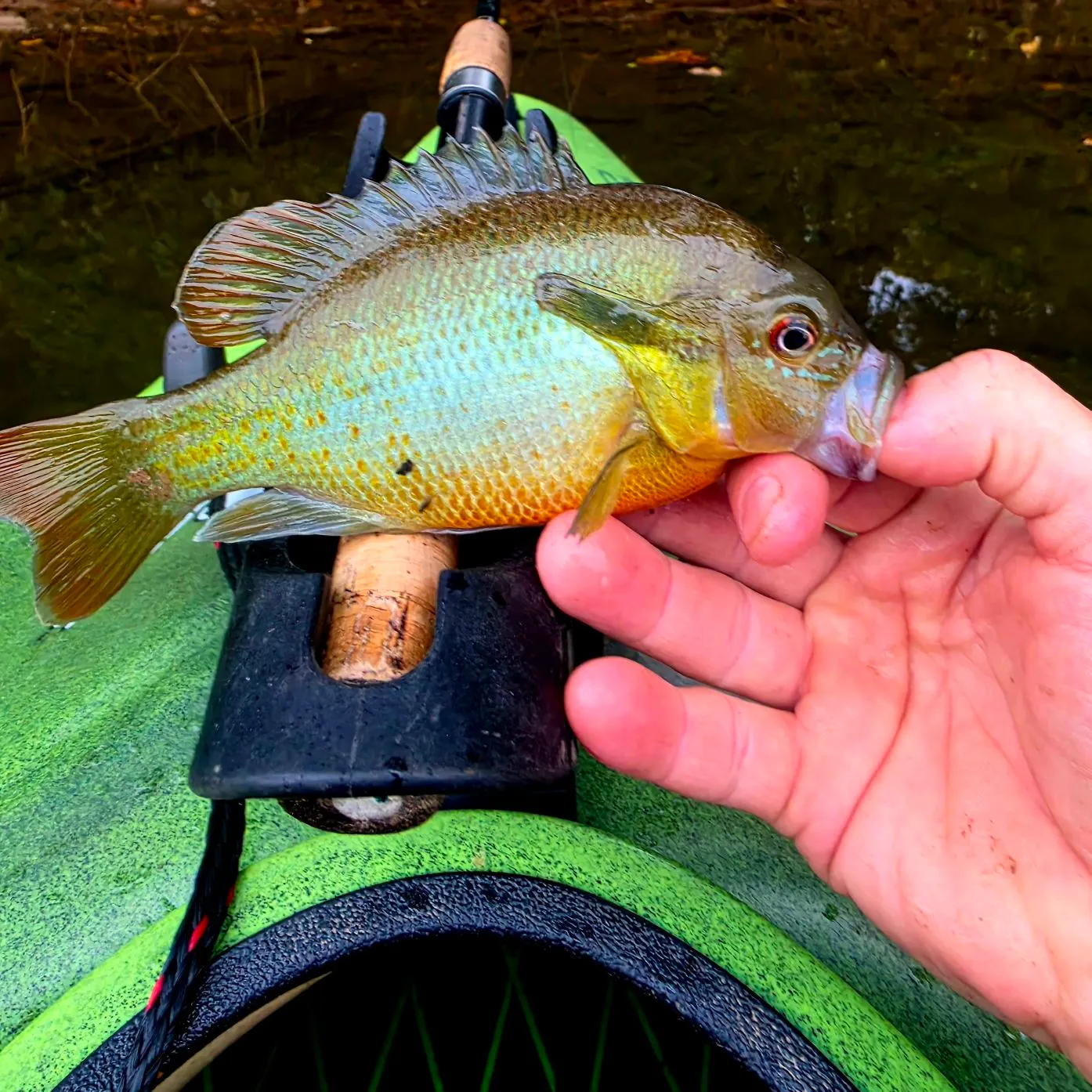 Redbreast sunfish caught on Fishbrain