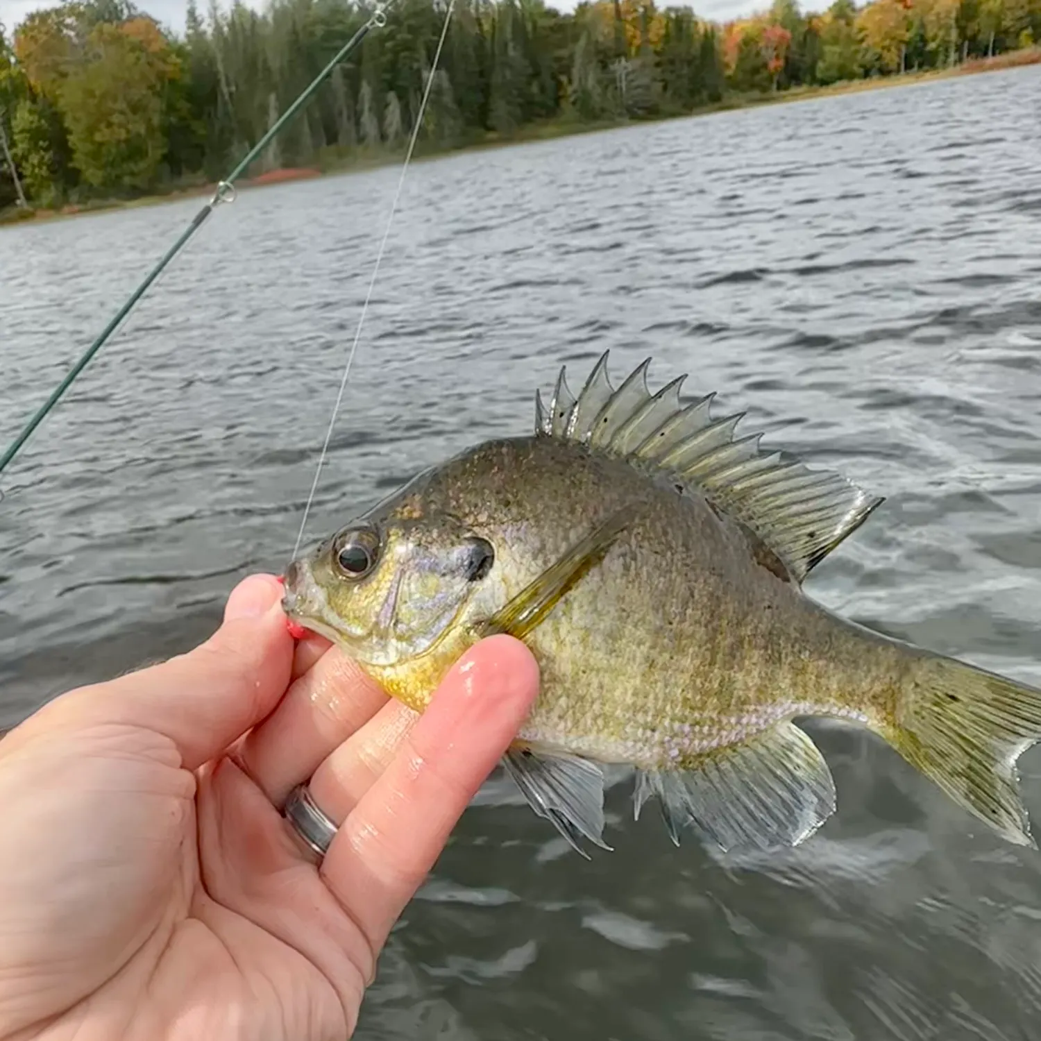 Bluegill caught on Fishbrain