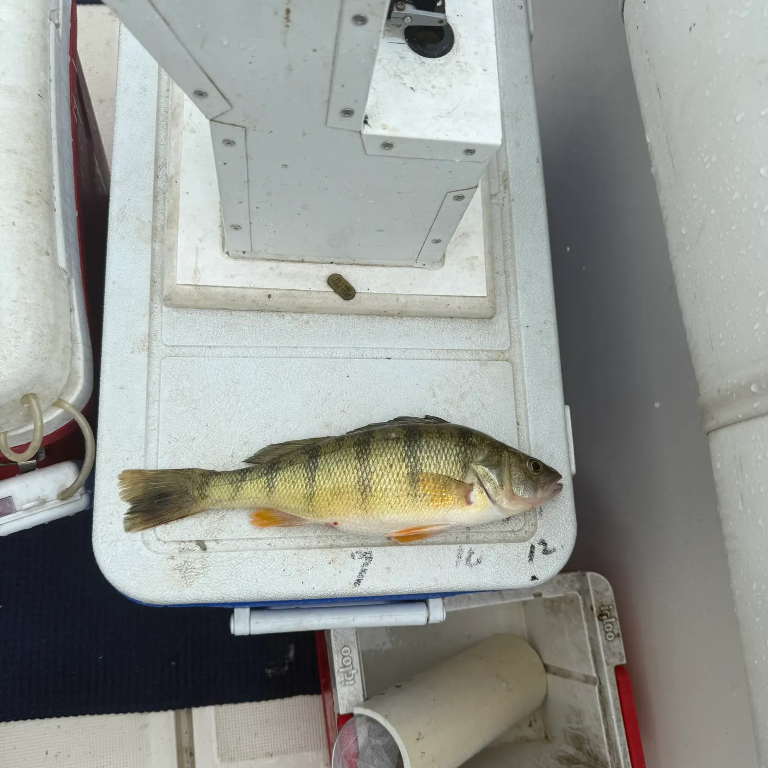 Yellow perch caught on Fishbrain