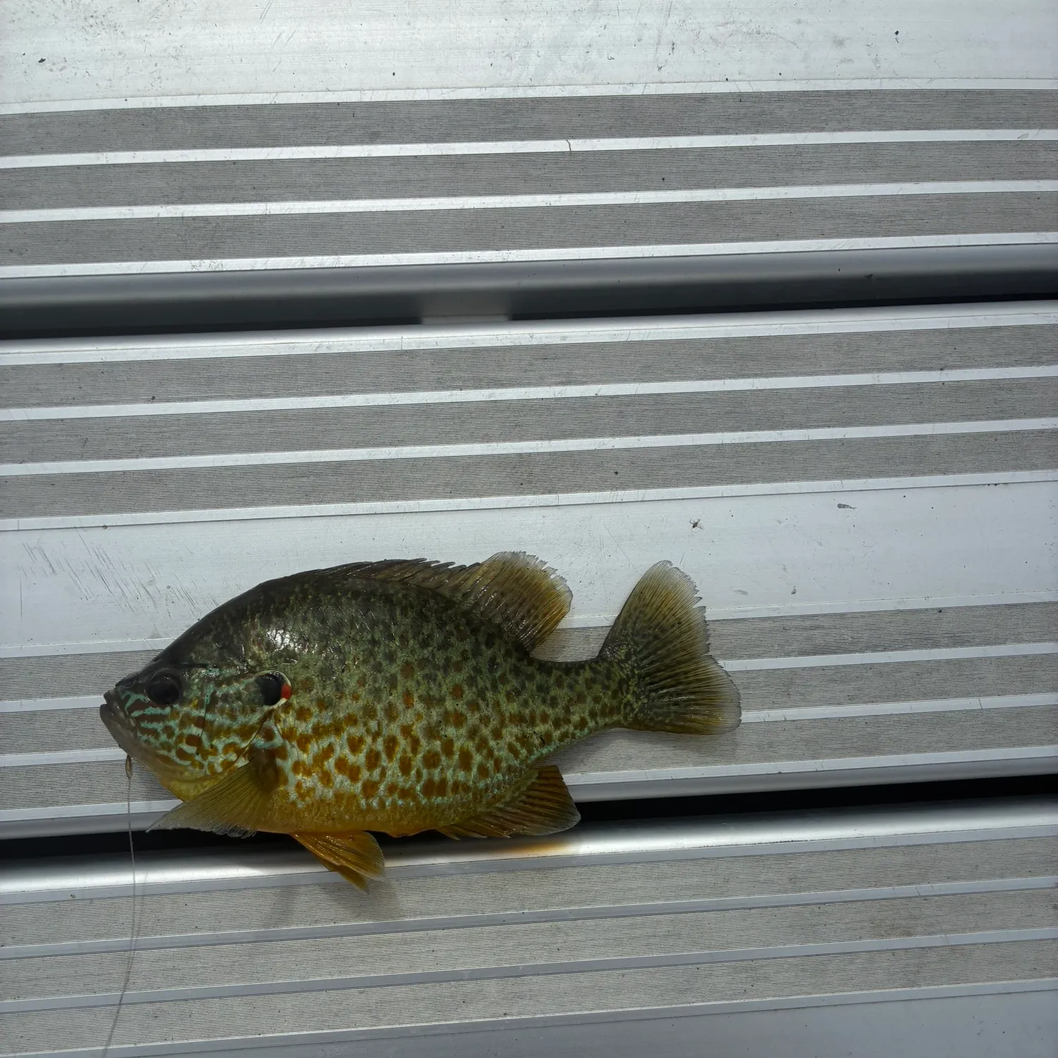 Redear sunfish caught on Fishbrain