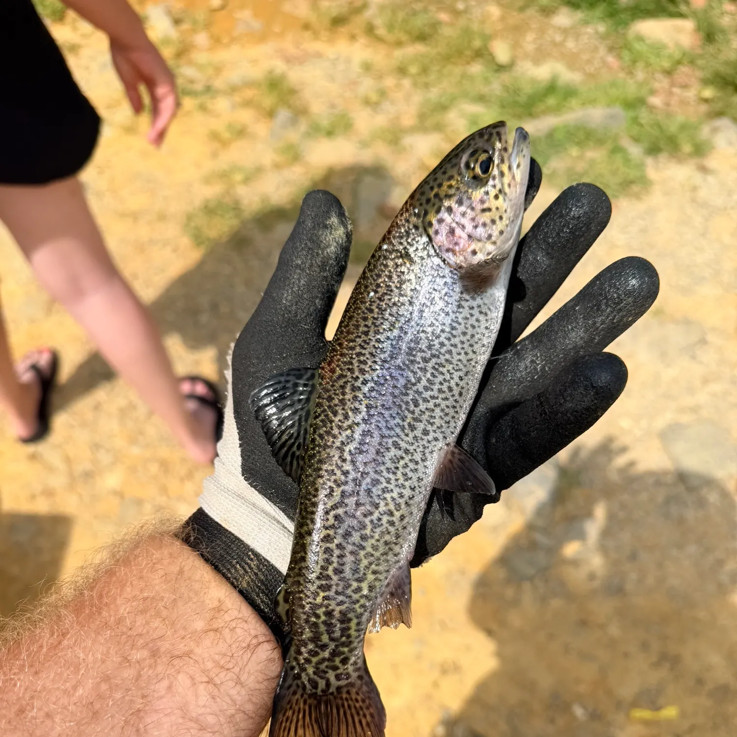 Rainbow trout caught on Fishbrain