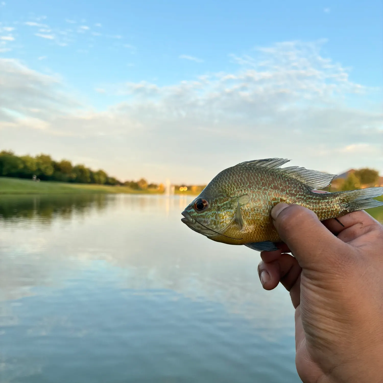 The most recent Longear sunfish catches on Fishbrain