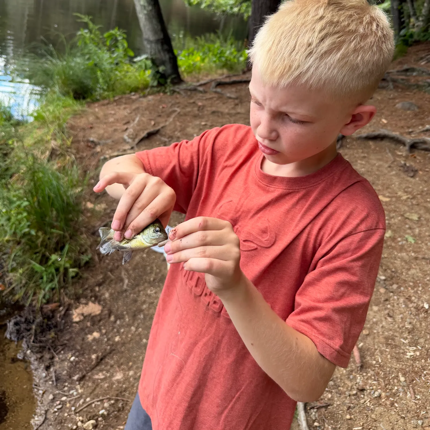 Bluegill caught on Fishbrain