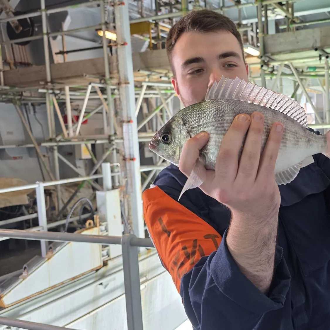 The most recent White seabream catches on Fishbrain