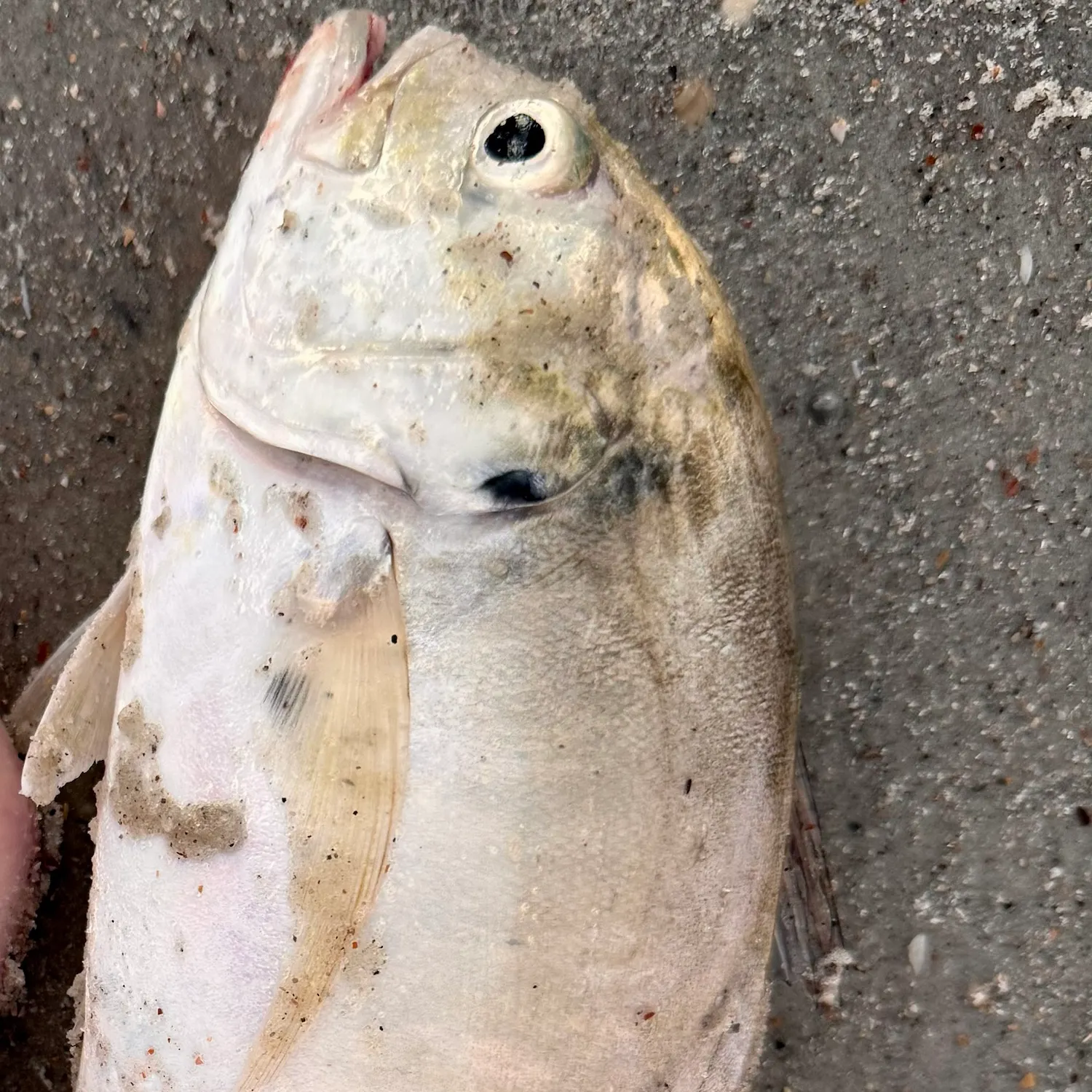 Crevalle jack caught on Fishbrain