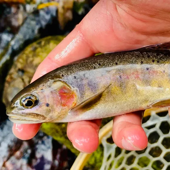 Colorado river cutthroat trout caught on Fishbrain