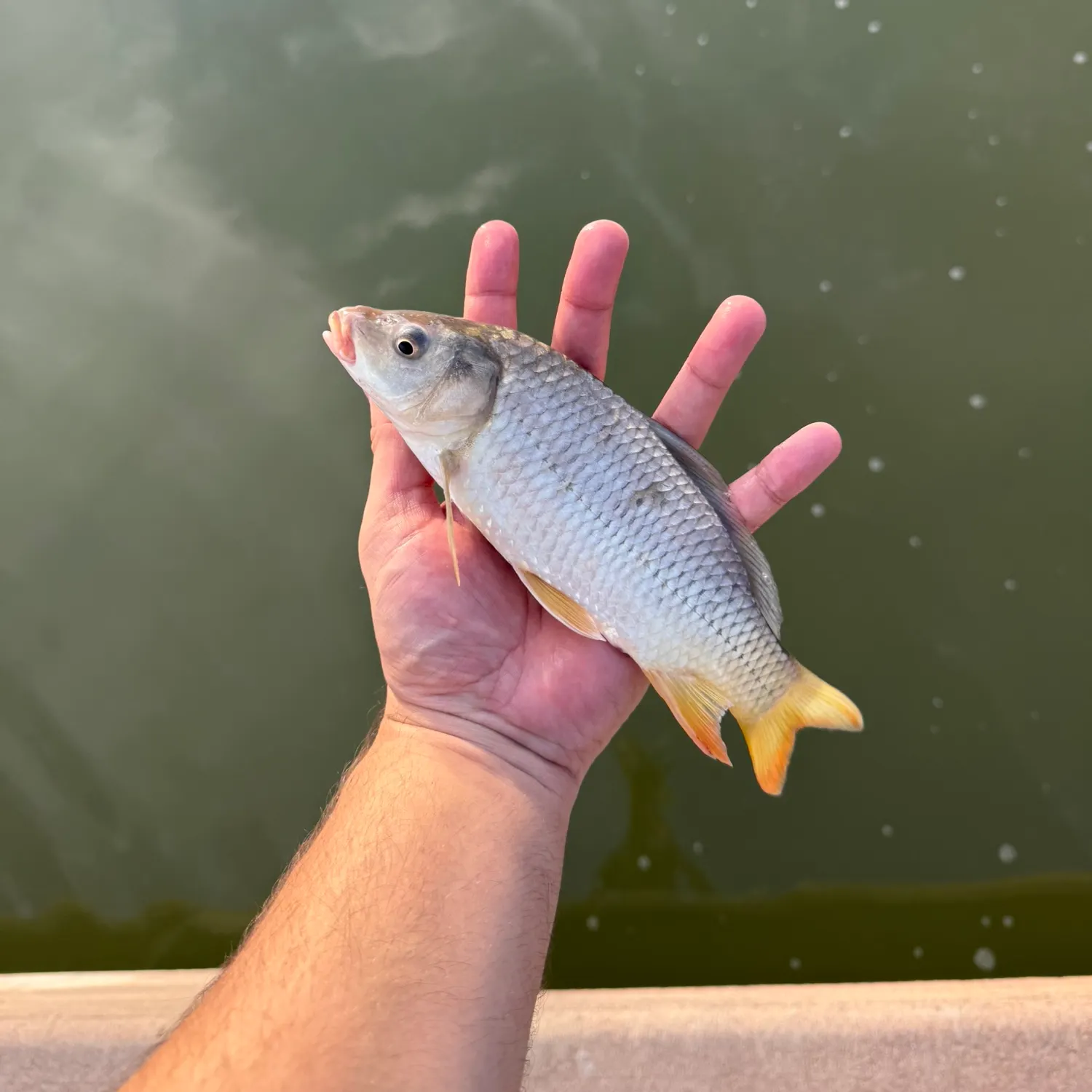 Common carp caught on Fishbrain