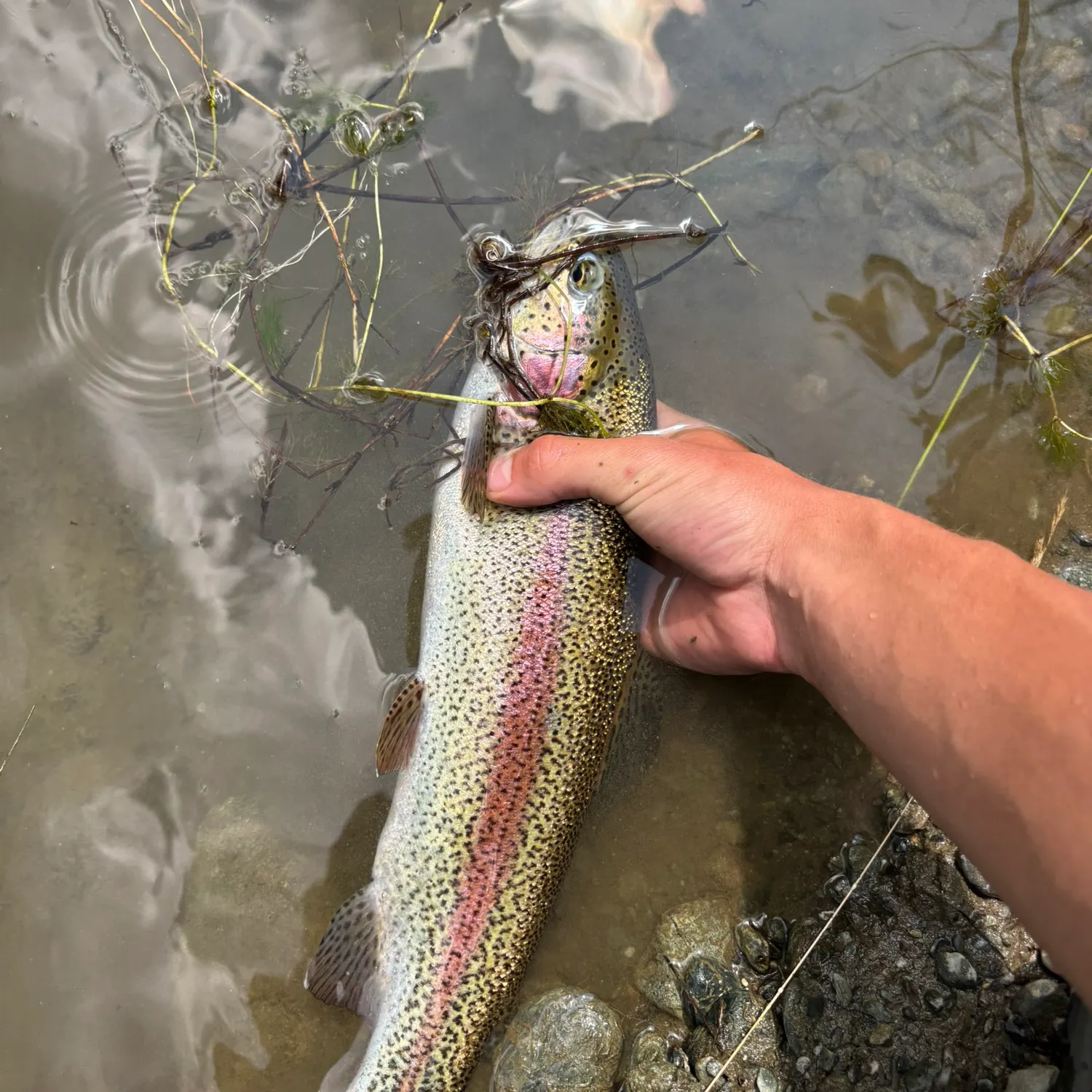 Rainbow trout caught on Fishbrain