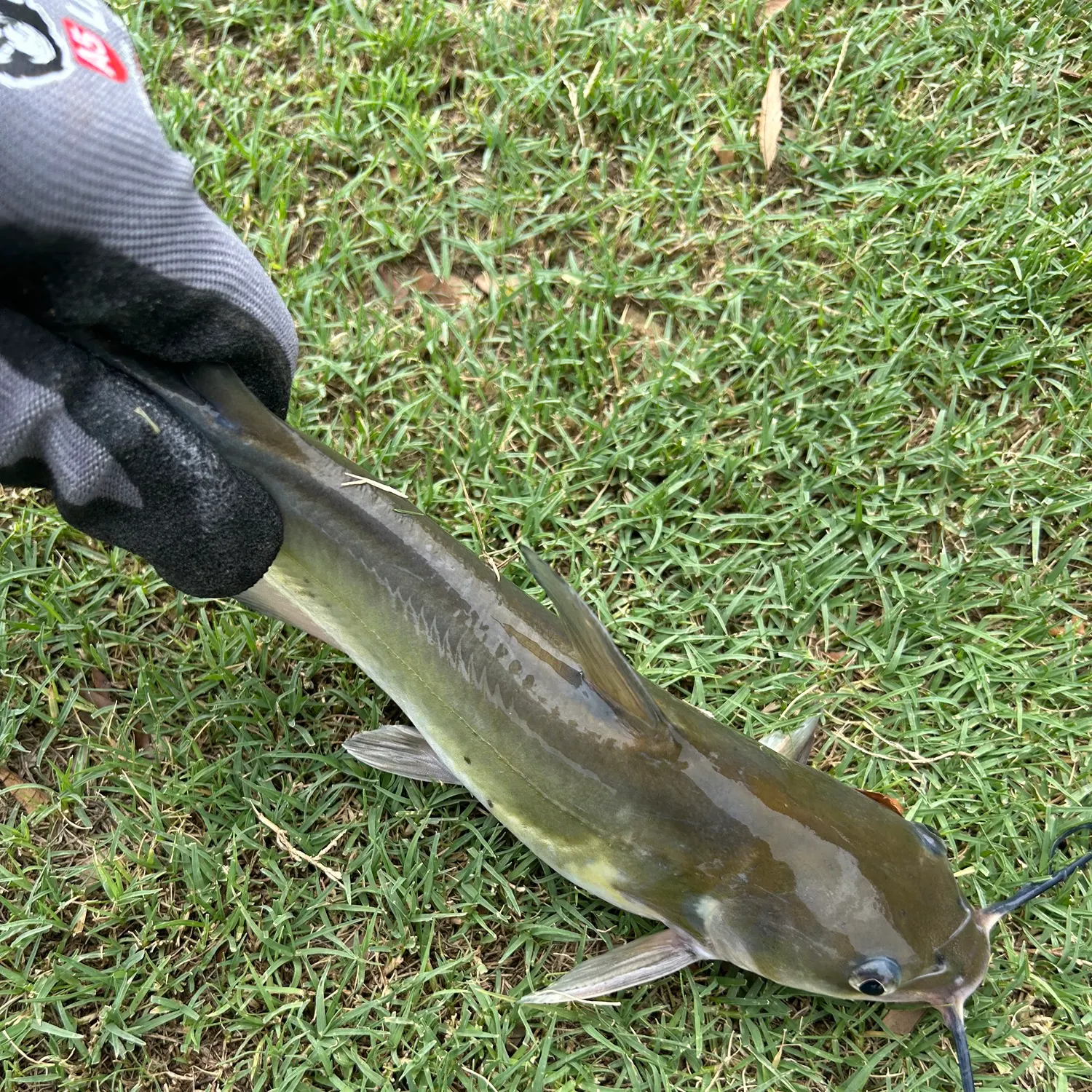 Channel catfish caught on Fishbrain