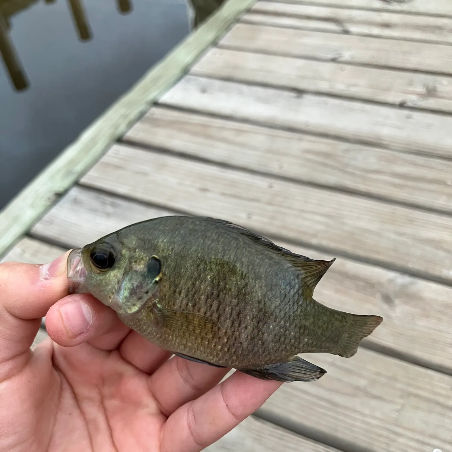 The most recent Redspotted sunfish catches on Fishbrain
