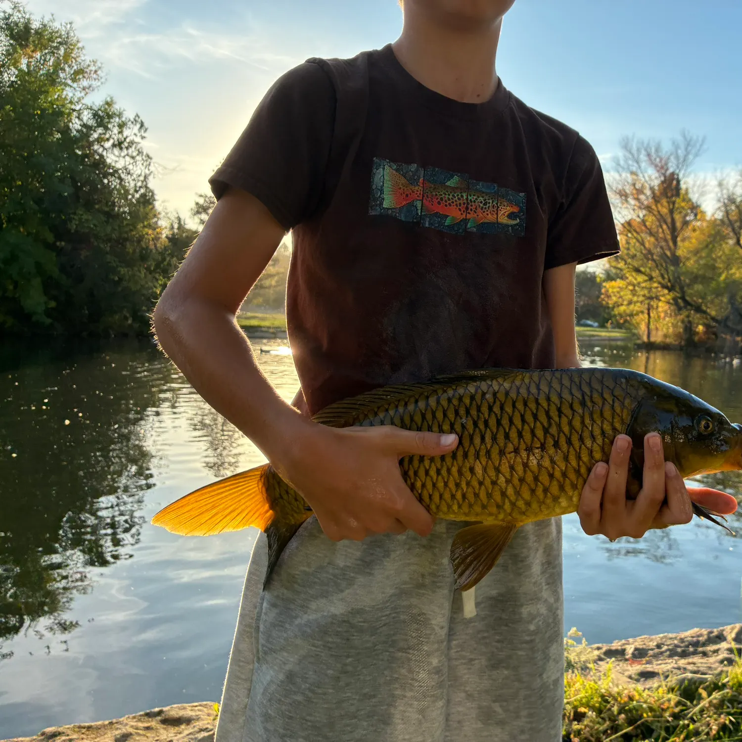Common carp caught on Fishbrain
