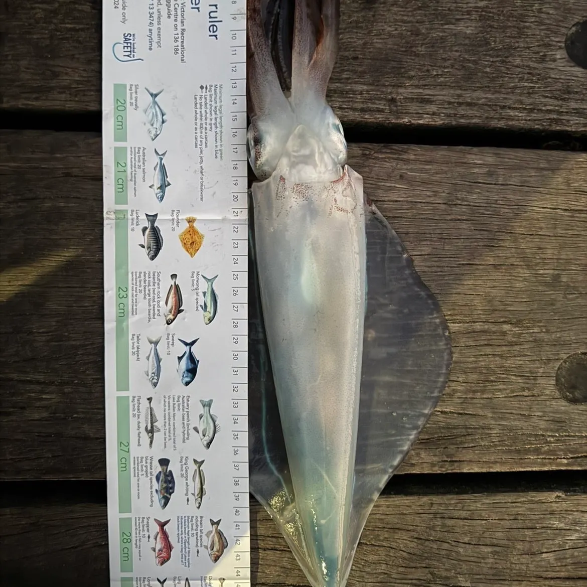 The most recent Southern calamari catches on Fishbrain